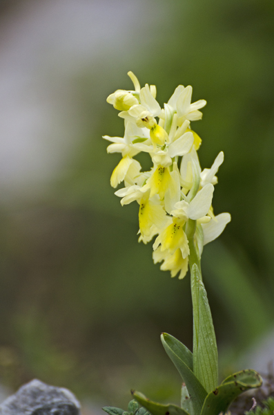 Orchidee da identificare